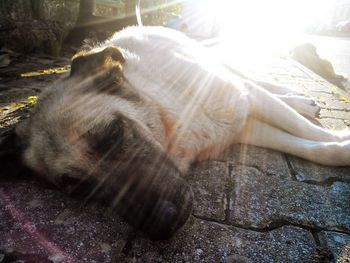 Close-up of dog resting