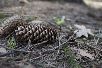 Pine cone in forest , close up . copy space