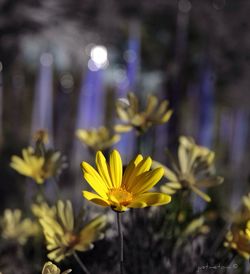 Close-up of yellow flower