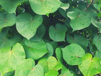 High angle view of water drops on leaves