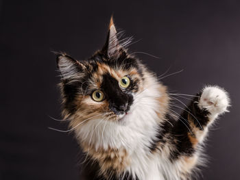 Close-up portrait of cat against black background