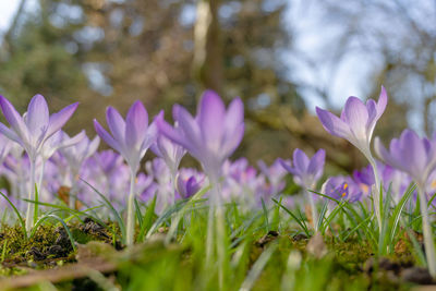 Close-up of purple crocus flowers on field