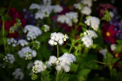 Close-up of white flowering plant