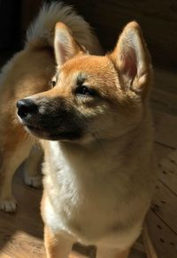 High angle view of dog looking away