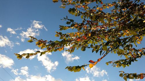 Low angle view of tree against sky during autumn