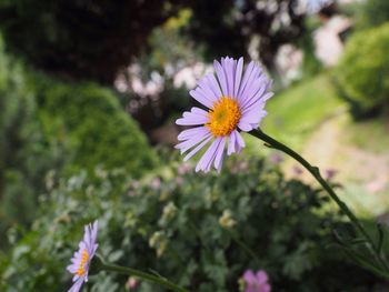 Close-up of purple flower blooming outdoors