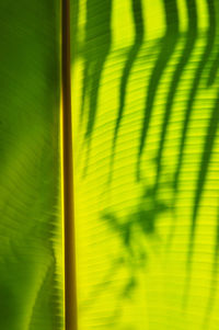 Close-up of palm leaves