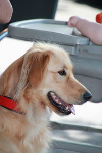 Close-up of dog looking away