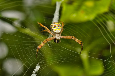 Close-up of spider on web