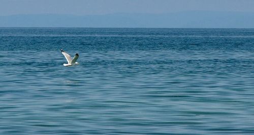 Swans swimming in sea against sky