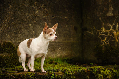 Dog standing on by wall