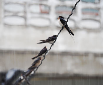 Brave birds sitting on wire fighting rain with their chin up, brave the storm, waiting patiently.