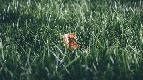 Plants growing on grassy field