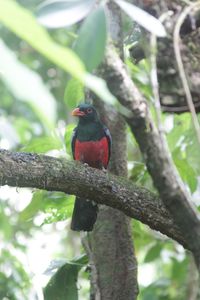 Close-up of bird perching on branch