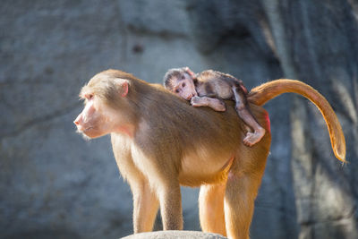 Baby monkey with its mother. 