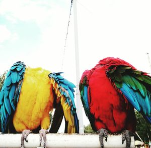 Low angle view of bird perching on rope against sky