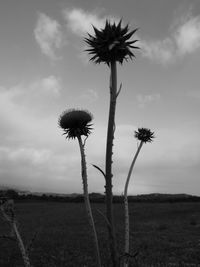 Close-up of flower growing in field against sky