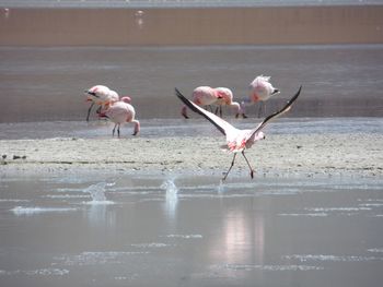 Birds flying over lake