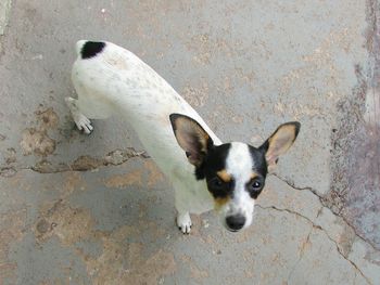 High angle portrait of dog