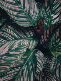 Full frame shot of palm leaves