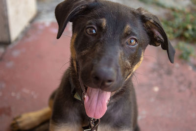 Close-up portrait of dog