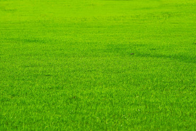 Golf sport nature green grass in the field background. farm or garden and copy space