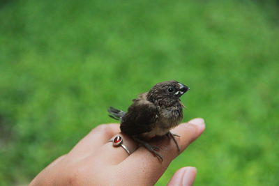 Close-up of hand holding bird