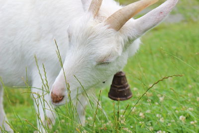 Close-up of white goat on grassy field