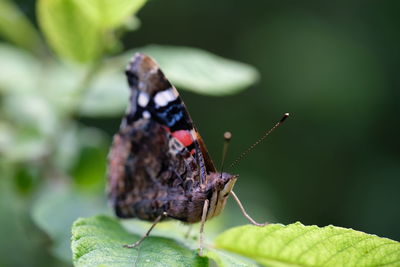 Close-up of butterfly on leaf