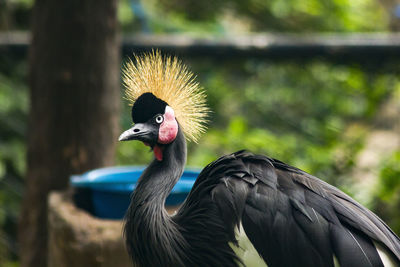 Black crowned crane in the zoo