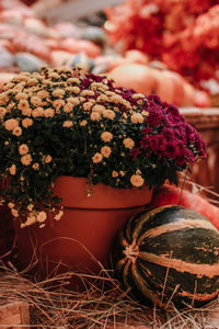 Orange pumpkins in the hay at the farmer's market. halloween and thanksgiving.