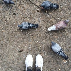 Low section of man standing on sand at beach