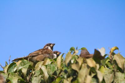 Low angle view of bird against clear blue sky