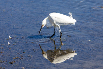 High angle view of egret in lake