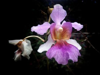 Close-up of fresh flowers blooming outdoors