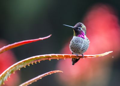 Close-up of bird perching on plant