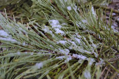 Close-up of snow covered pine tree