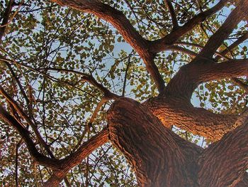 Low angle view of trees