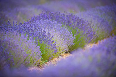Close-up of purple crocus flowers on field