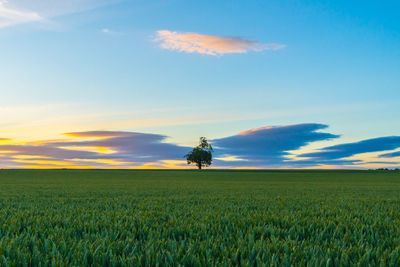 Scenic view of wheat field against sky during sunset