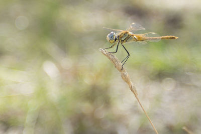 Close-up of insect on plant