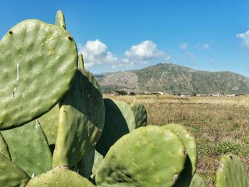 Close-up of prickly pear cactus against sky