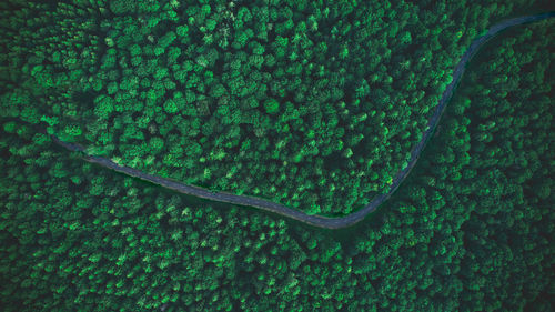 Full frame shot of green plants