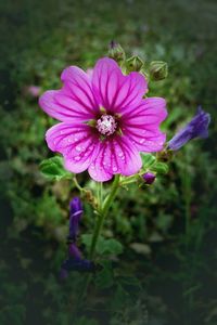 Close-up of purple flower