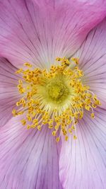 Close-up of yellow flower