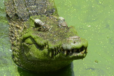 Close up of crocodile in green water