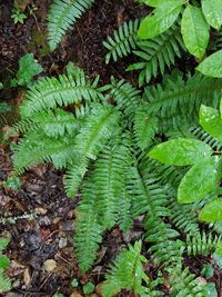 Close-up of fern leaves