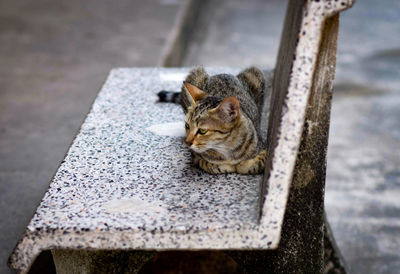 High angle view of cat relaxing outdoors