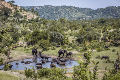 View of horses on landscape