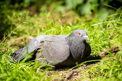 Close-up of pigeon perching on field